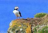 Atlantic Puffin